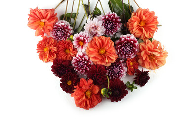 Obraz premium Dahlia flowers isolated on white
