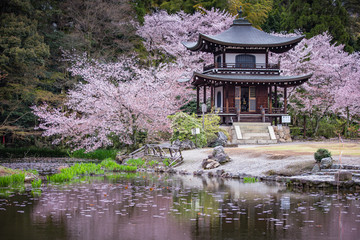 京都府 勧修寺 桜
