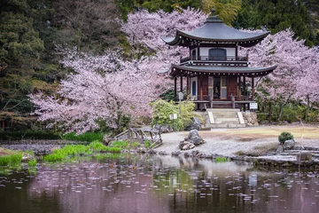 Fototapeten Präfektur Kyoto Kajuji Sakura © TAKUYA ARAKI