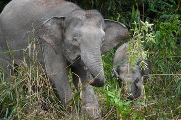 Borneo pygmy elephant family - Zwergelefant mit Baby