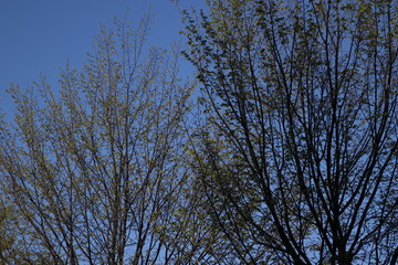 Beginning of the spring in an urban park