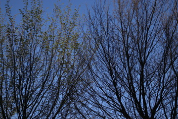 Beginning of the spring in an urban park