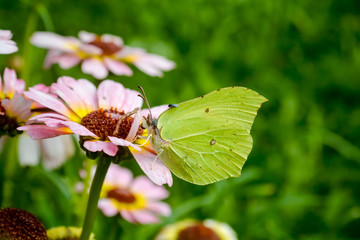 butterfly on a flower