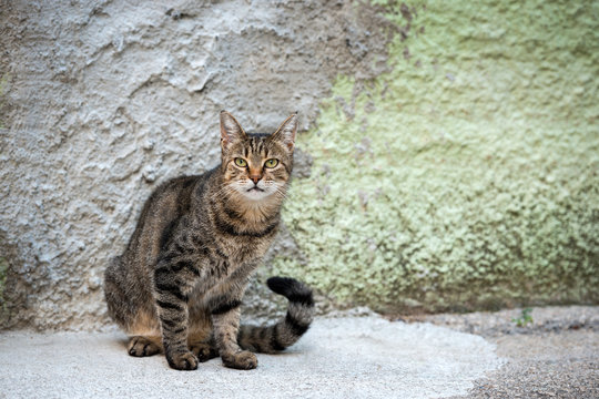 A beautiful photograph of a stray cat sitting on the sidewalk in Vis, Croatia.
