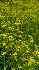 Canola flowers blooming in a park along the Nakdonggang River