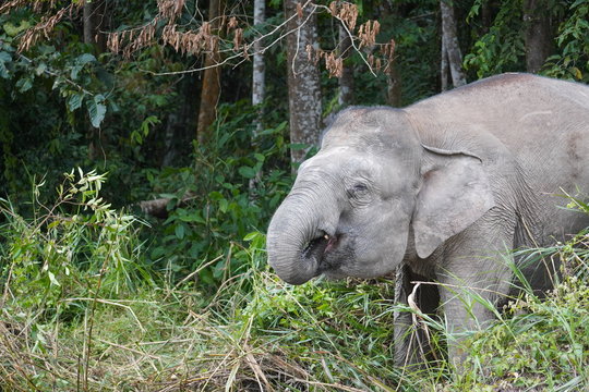 Borneo pygmy elephant - Zwergelefant