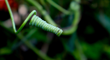 green leaf on grass