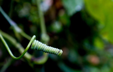 fern on a leaf