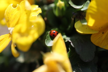 てんとう虫と花