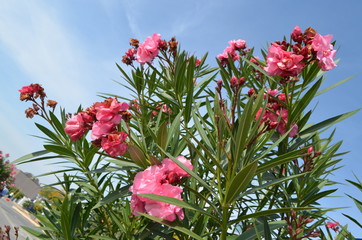 Close up of delicate pink flowers of Nerium oleander and green leaves towards clear blue sky in a...