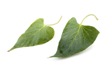 Fototapeta na wymiar Sweet potato leaves