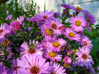 Alpine Aster and a bee (Aster alpinus) . Decorative garden plant with purple flowers.