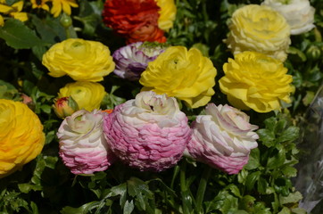Close up of delicate yellow, white and pink flowers of Ranunculus repens plant commonly known as the creeping buttercup, creeping crowfoot or sitfast, in a garden in a sunny spring day, floral pattern