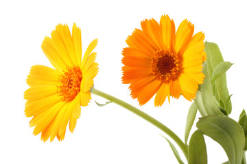 Growing calendula isolated on white