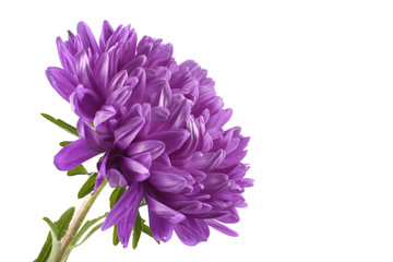 Violet aster isolated on white