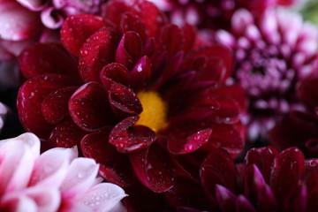 Dahlia flowers background