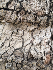 Close-up texture of tree bark