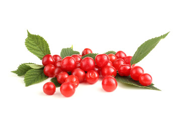 Nanking cherry and branch