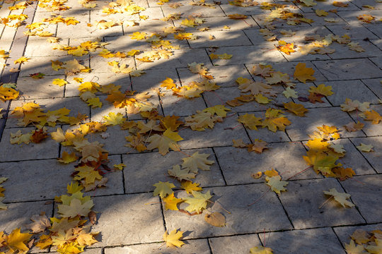 Autumn Park, morning of a Sunny day fallen leaves in the sun.