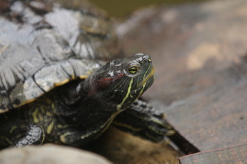 Brazilian Turtle is the most popular pet turtle in the United States and is also popular as a pet across the rest of the world.