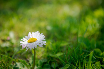 Garden chamomiles. White flower on green grass. Summer floral background. Wild camomile in grass. Gardening and Agriculture