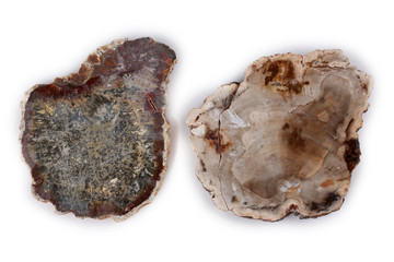 Ancient wood fossils