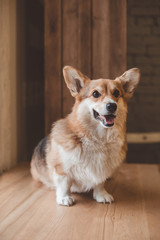 corgie