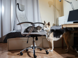 Dog looking at cat sleeping in chair