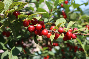 Nanking cherry bush