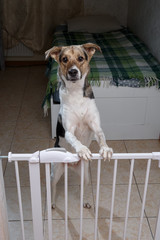 Cute dog behind safety gate at home