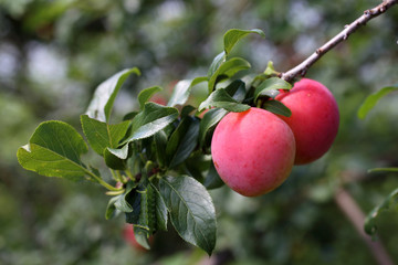 Plums on tree