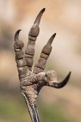 Crow paw very close up. Macro photo. Claws and raven skin texture. The resemblance to the skin of a dinosaur. Dead wild bird. Image for scientific work. Bird flu.