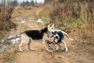 Dogs fighting in autumn field. cloudy day