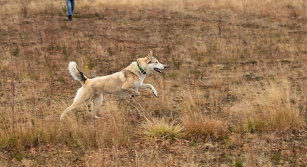 Fototapeta premium Happy dog running in autumnal countryside. Cloudy day