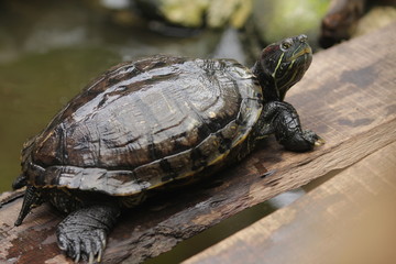 Fototapeta premium Brazilian Turtle is the most popular pet turtle in the United States and is also popular as a pet across the rest of the world.
