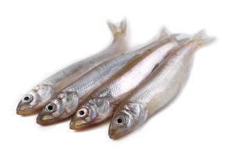 Smelt fish isolated on white. Pacific smelt variety