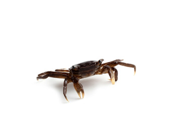 Little crab isolated on white background