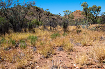 Alice Springs Australia, scenery with generic vegetation near Serpentine Gorge