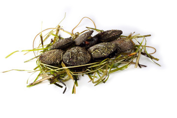 Scallops and alga