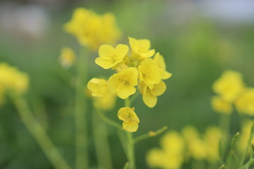 菜の花