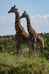 portrait of two reticulated giraffes in Kenya