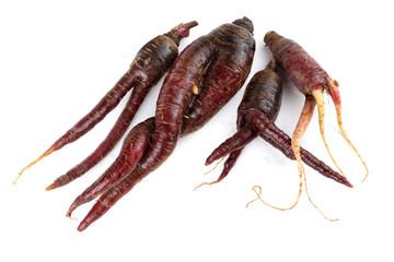 Funny ugly violet carrots