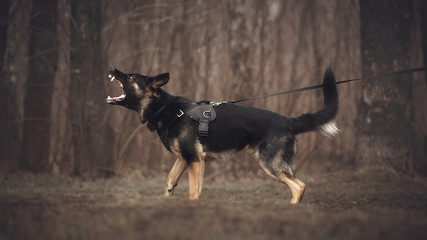 Protect dog german shepherd on training