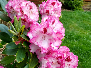 Rhododendron 'Cherry Cheesecake'