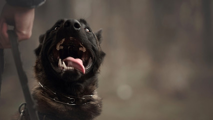 Protect dog belgian malinois on training