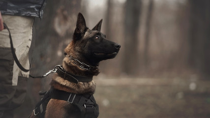 Protect dog belgian malinois on training - obrazy, fototapety, plakaty