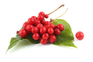 Schisandra Chinensis isolated on white