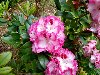 Rhododendron 'Cherry Cheesecake'