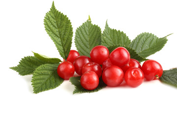 Nanking cherry and branch