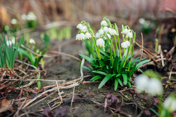 Snowdrops growing in march forest. White spring flowers. Galanthus elwesii. Natural background.